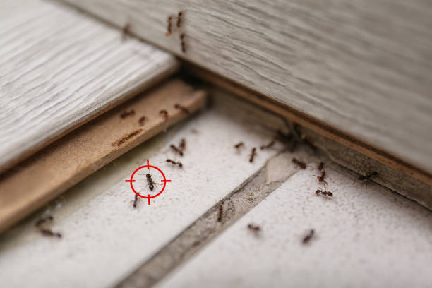 Best Mosquito Control Services  in Hasley Nyon, CA