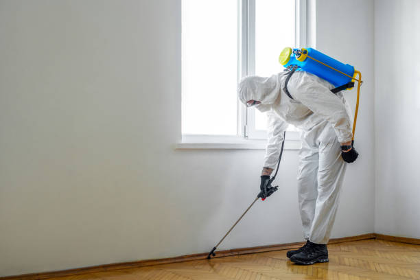 Best Pest Prevention Services  in Hasley Nyon, CA