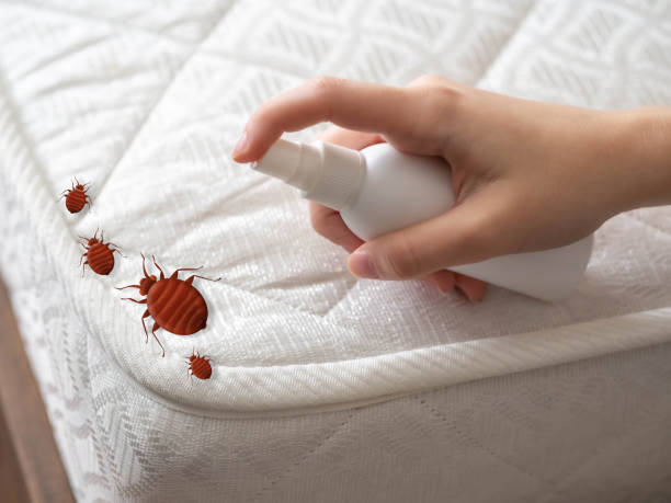 Best Best Pest Control Companies  in Hasley Nyon, CA