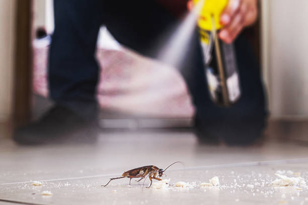 Best Residential Pest Control  in Hasley Nyon, CA