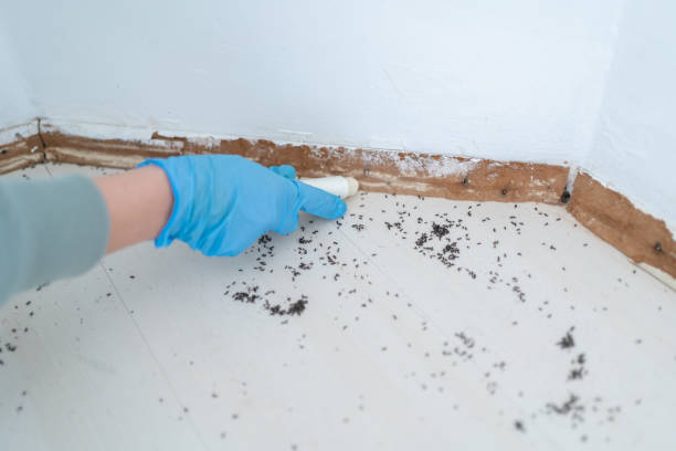 Best Cockroach Control Services  in Hasley Nyon, CA