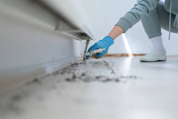 Best Wasp Removal Services  in Hasley Nyon, CA